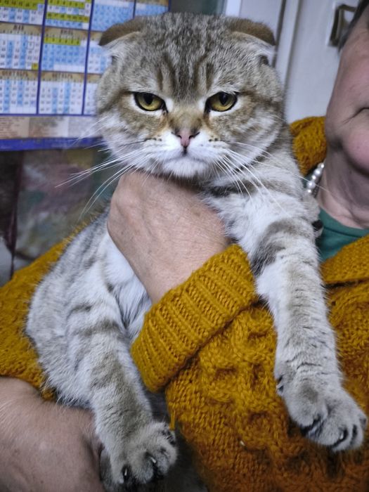 Кот, котик, кошка, котенок