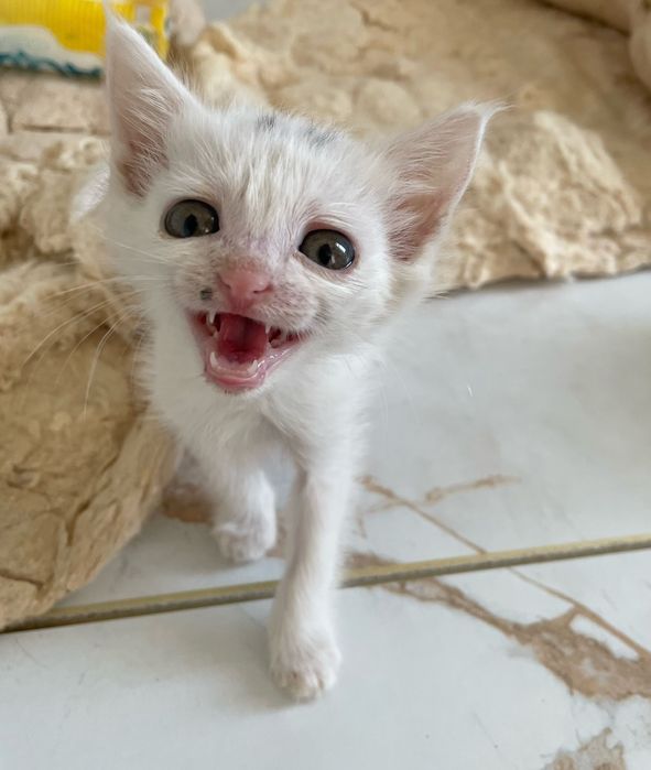 Котенок маленький бесплатно