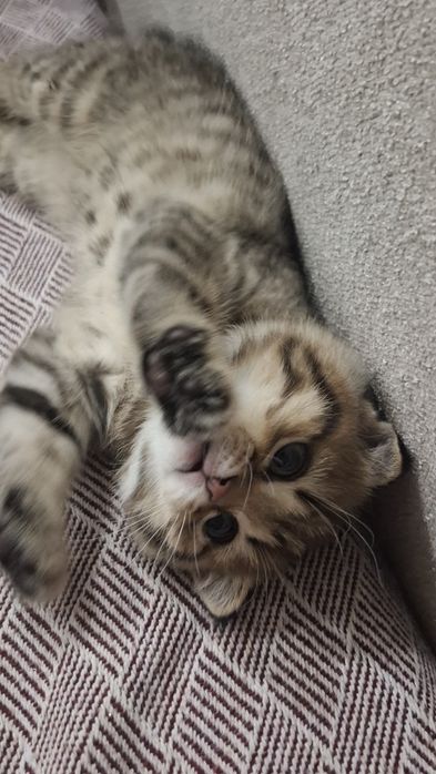 Сладкие  котятки