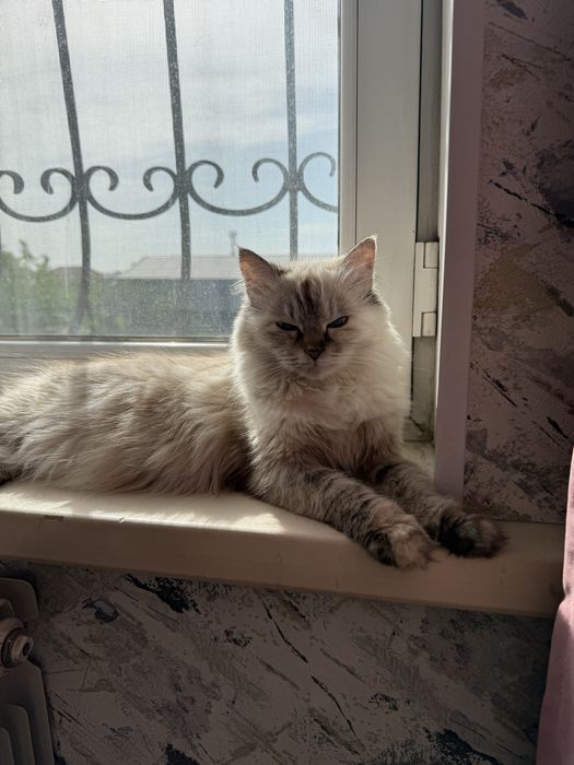 Ищем кота на вязку