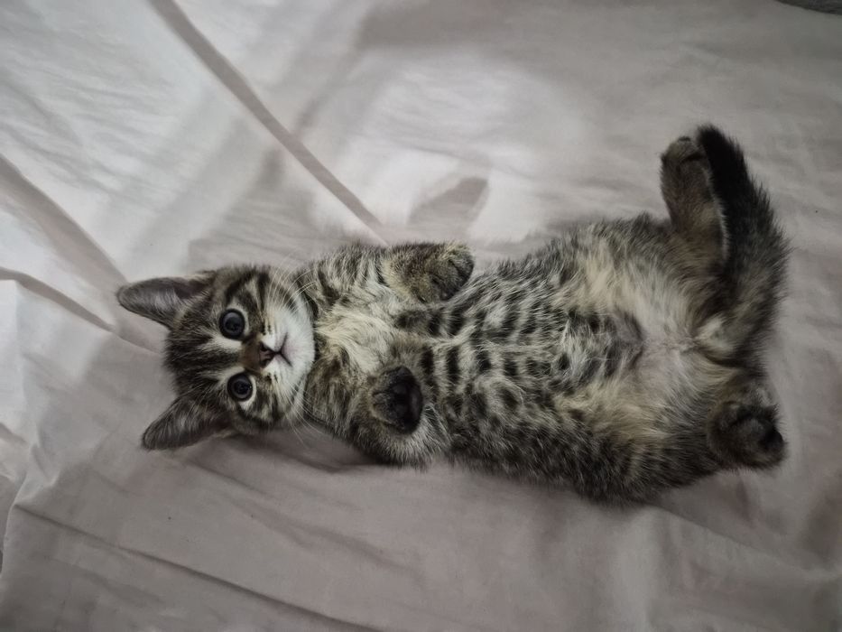 Котенок в добрые руки