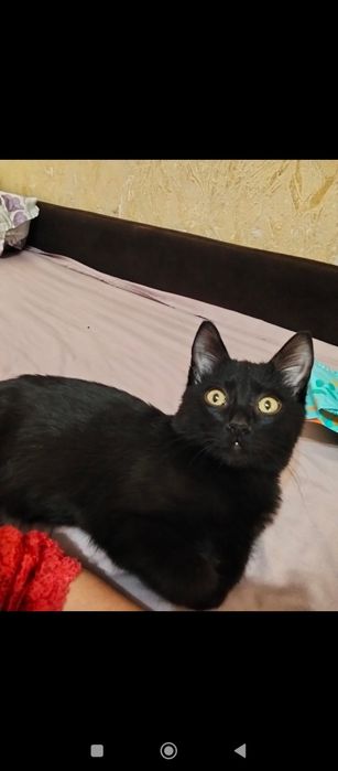Отдам кота в добрые руки