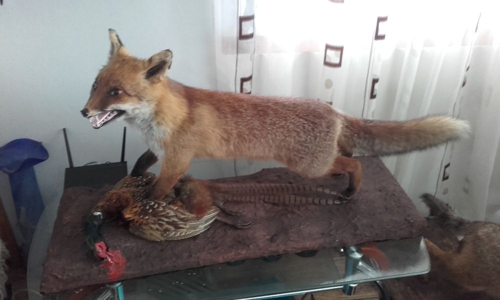Vulpe,sacal ,bursuc  impaiata pt living si cabane