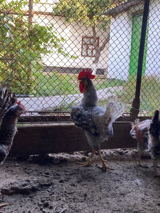 Борковский барвистый