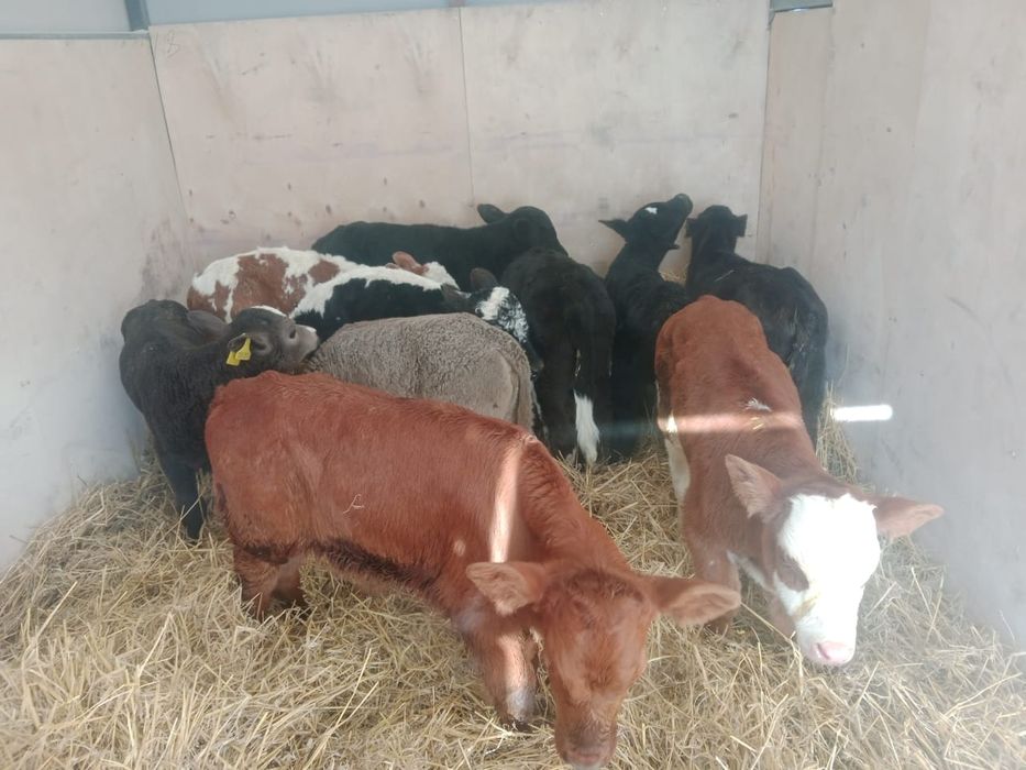 Продам телята  !!