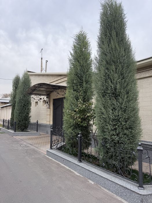 Продается кипарис, ёлка