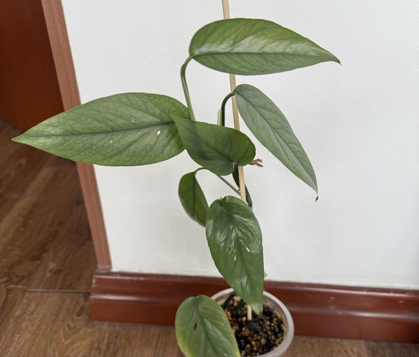 Эпипремнум себу блю