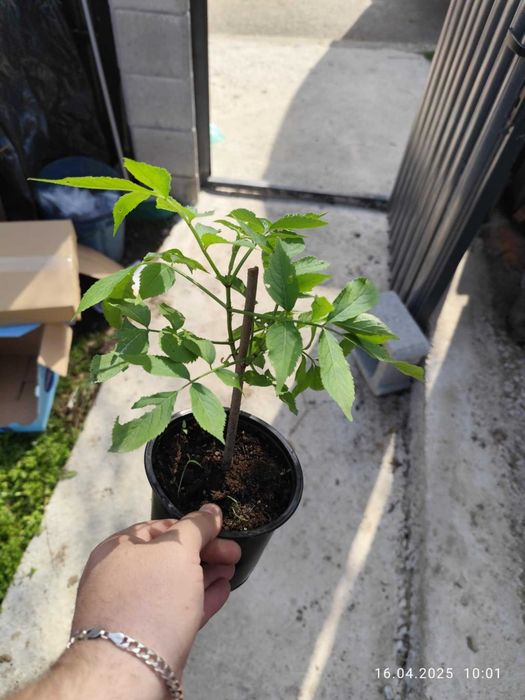 Бъз - Бял   Разсад