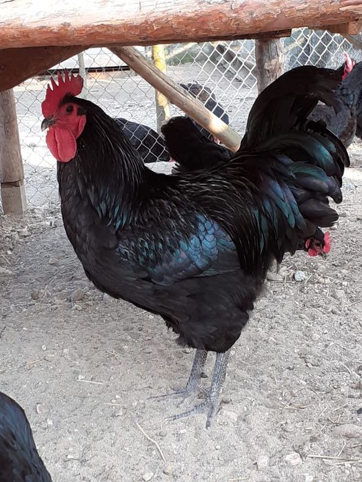 Ouă australorp pentru incubat