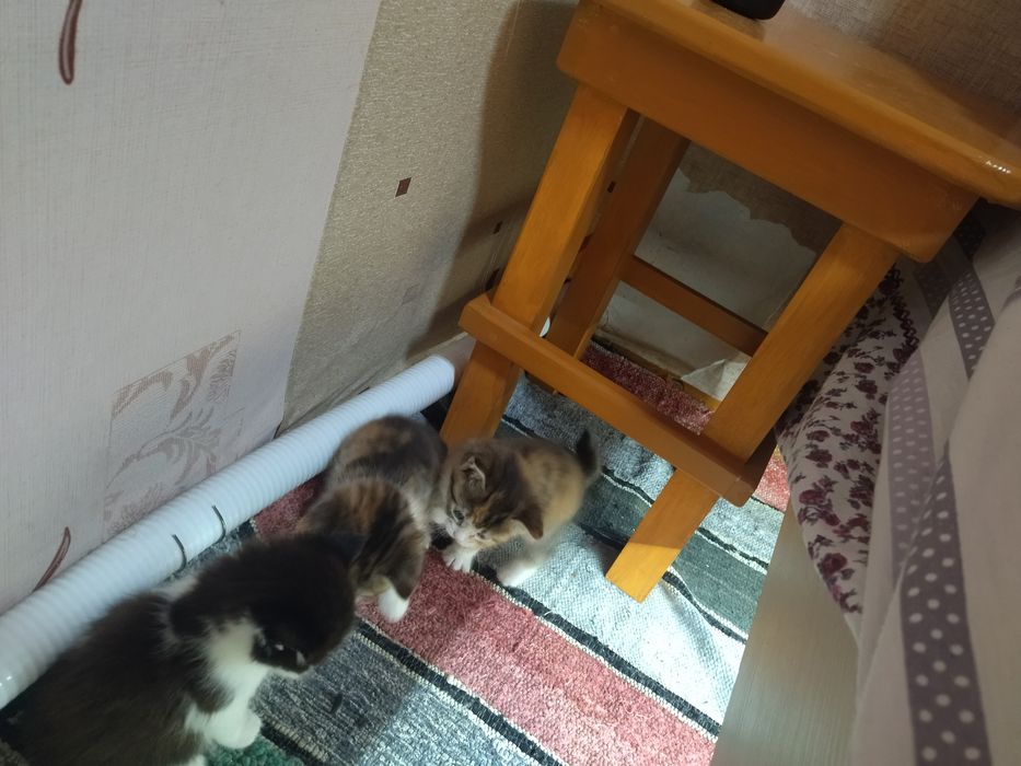 Отдам котят в добрые руки