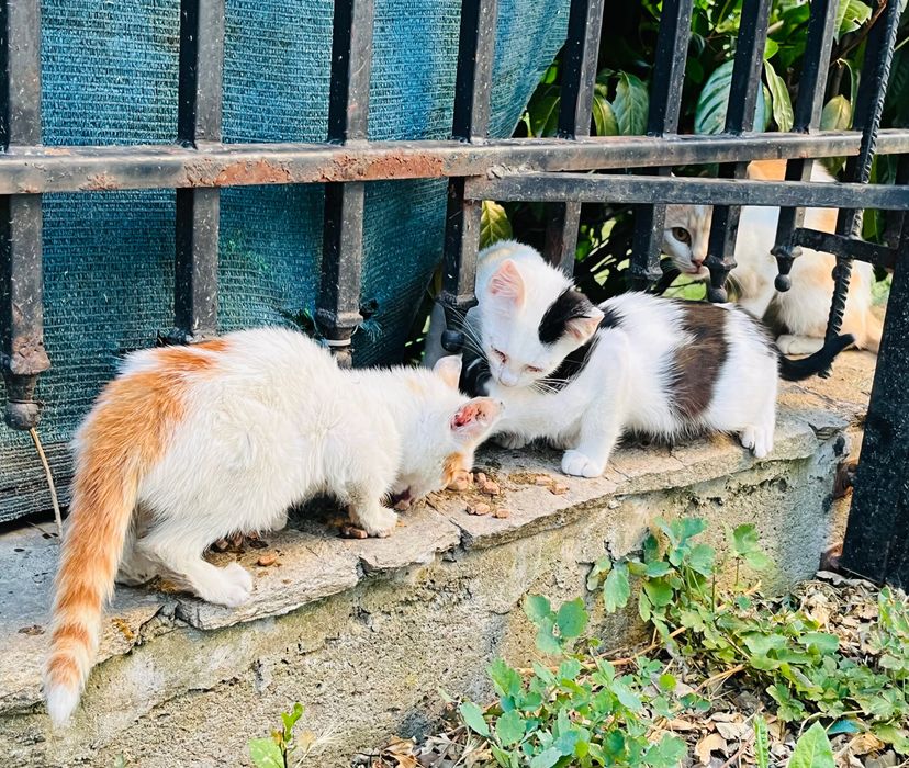 Котета за надежден дом