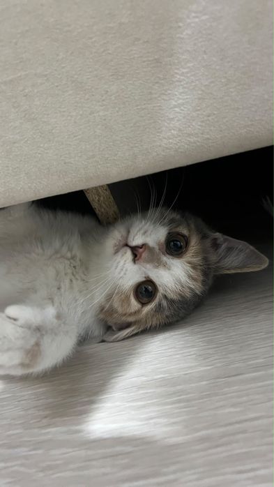 В хорошие руки котенка девочка