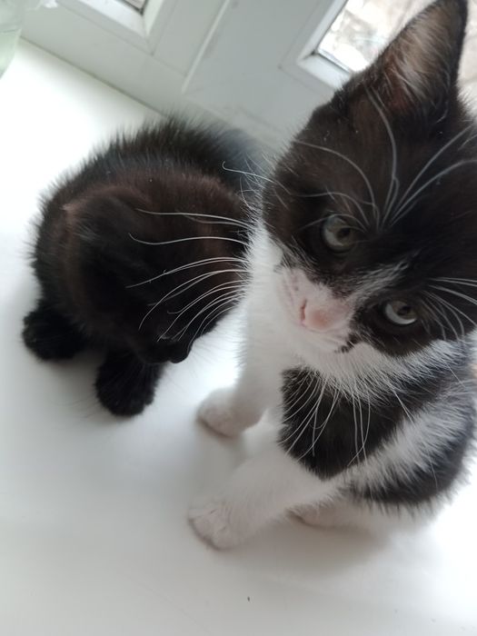 Котенки девочки 1 месячный