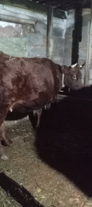 Продается корова
