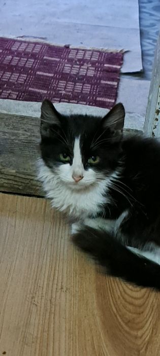 Pisic pentru adopție