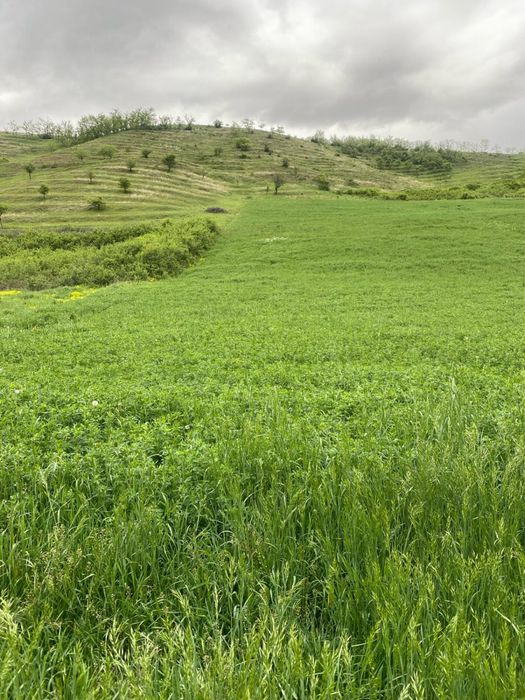 Vand Teren in Stejeris