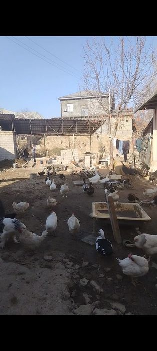 Срочно продаются домашние куры  домашние породистые куртцы а также инд