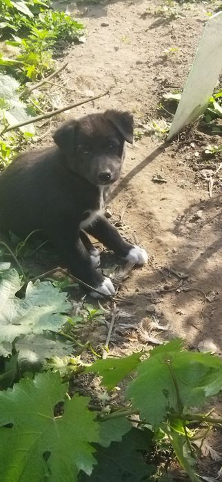 Отдаю щенков, все девочки.