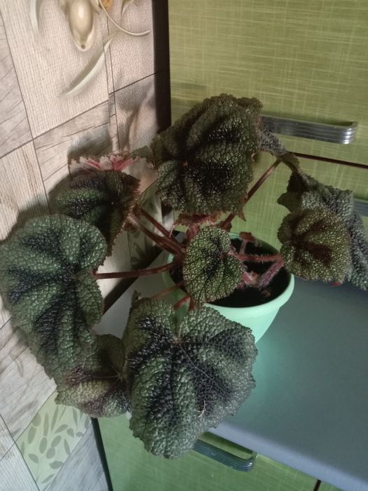 Цветок комнатный бегония