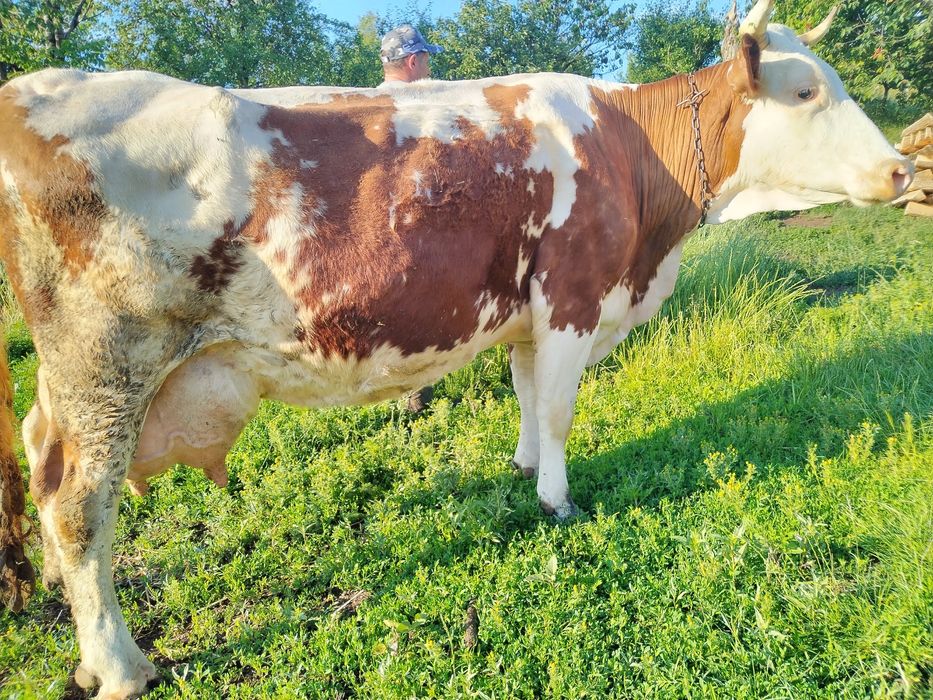 Vând vacă 25 Li Lapte