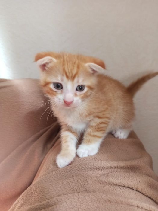 Вислоухие котята.