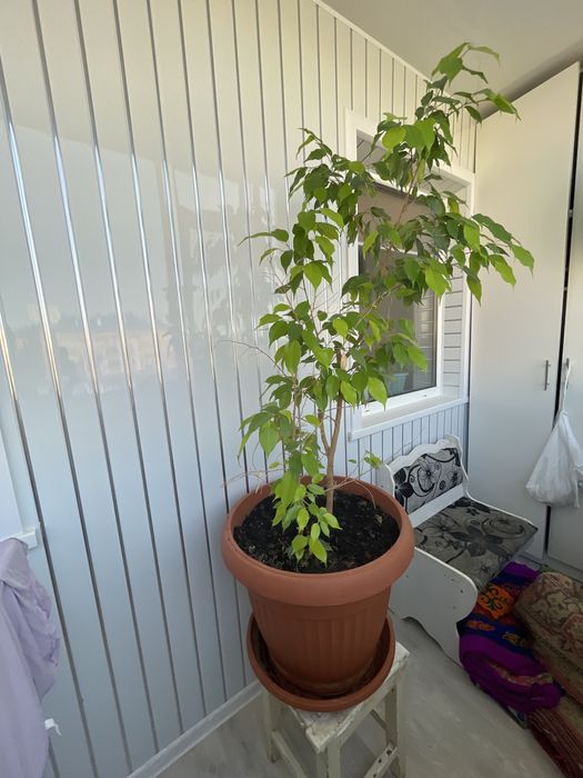 Фикус Бенджамина