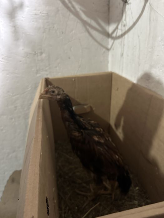 Продам петухи кореец молодые