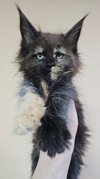 Топовые Котята Мейн-кун