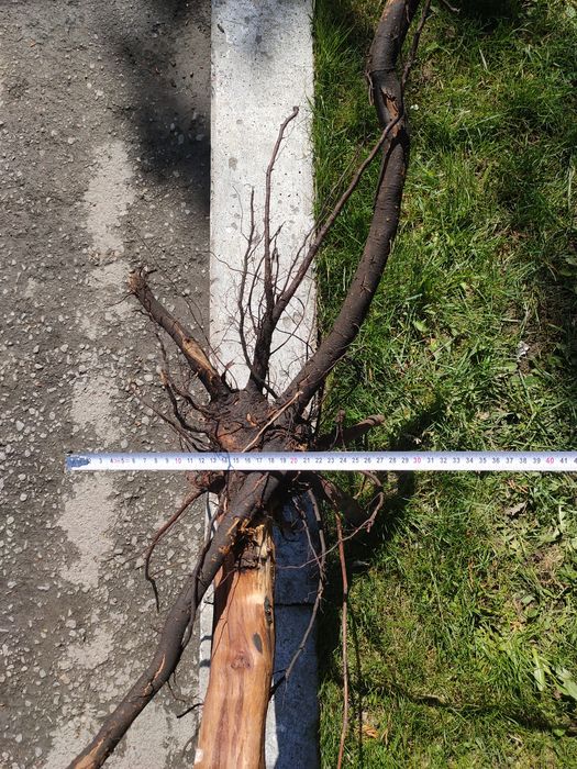 Коряга - декор в аквариум