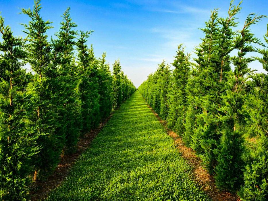 Gard Viu Leylandii - Creștere Ultra Rapidă - Producător ROMAN PLANTE ORNAMENTALE Timiș (Tormac)