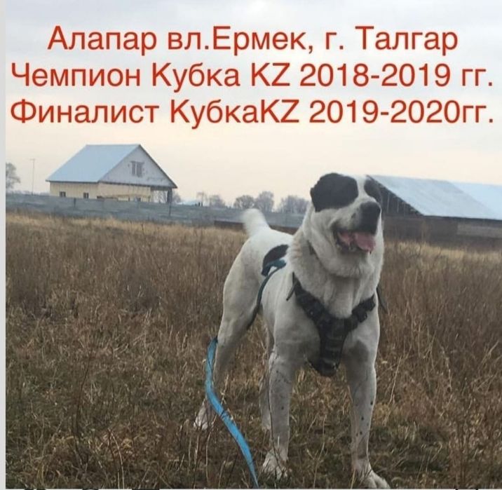 В продаже 3х годовалая Алабай девочка