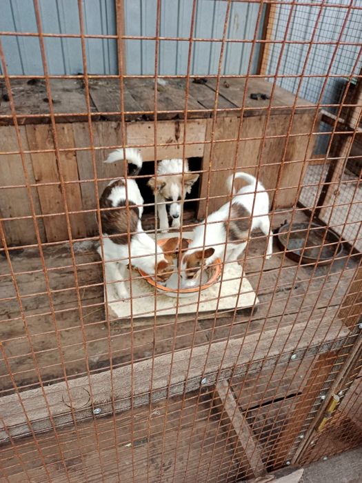 Отдам собак в добрые руки