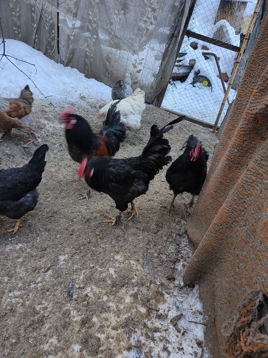 Продам молодых петухов.