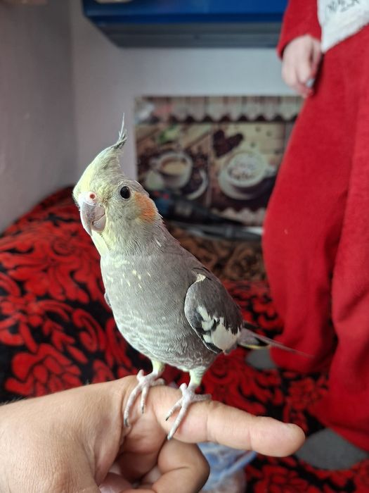 Nimfe foarte blânde