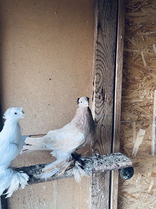 Самец на продажу