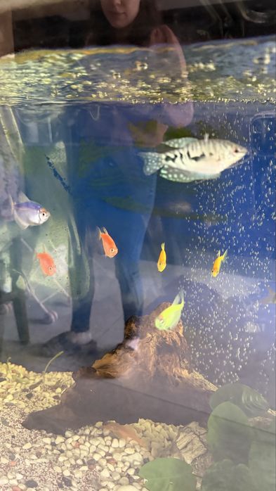 Оборудван аквариум 160л