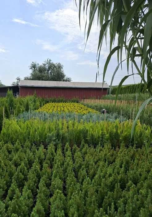 Amenajăm grădini folosind o gamă largă de plante – Transport și plantare
