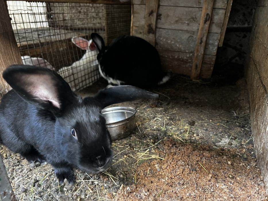 Гебрид куйонлар нова зеландски блан панон чатишган сотлади