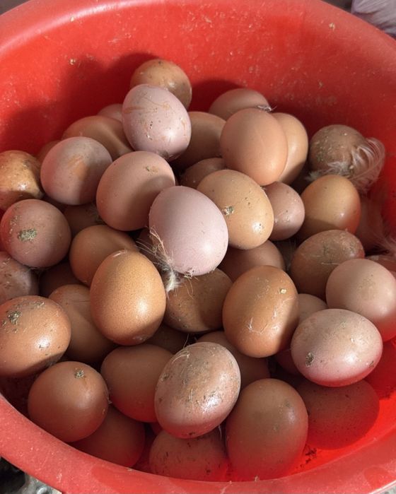 Куры Несушка Тауык