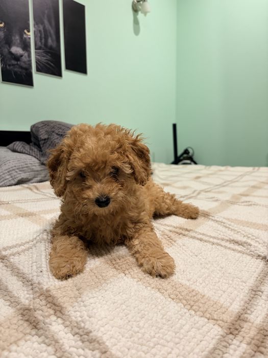 Мини пудел мъжки