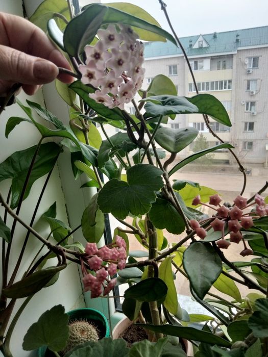 Продам комнатные цветы.