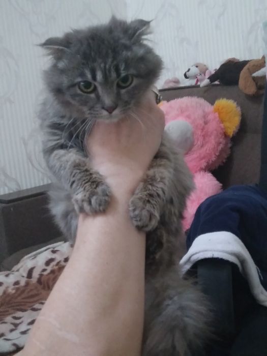 Продам кошку вислоухая
