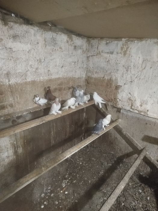 Продам голубей на гребле и с игрой