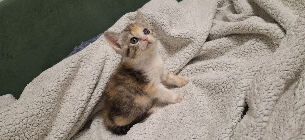 Скоттиш страйт девочка