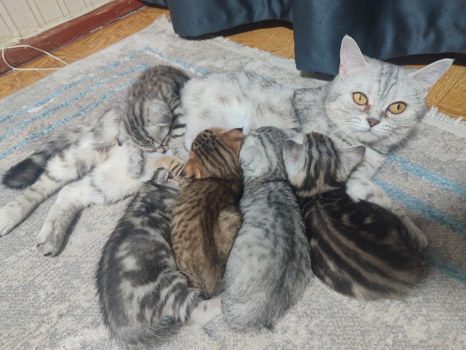 Продам котята скотиш