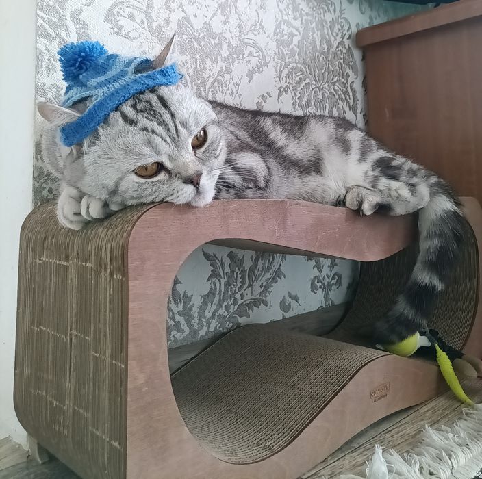 Вязка Scottish straight   _Mr.Ronnie Cray_