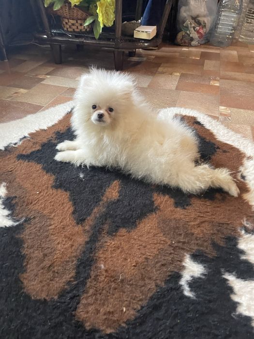 Щенки шпица