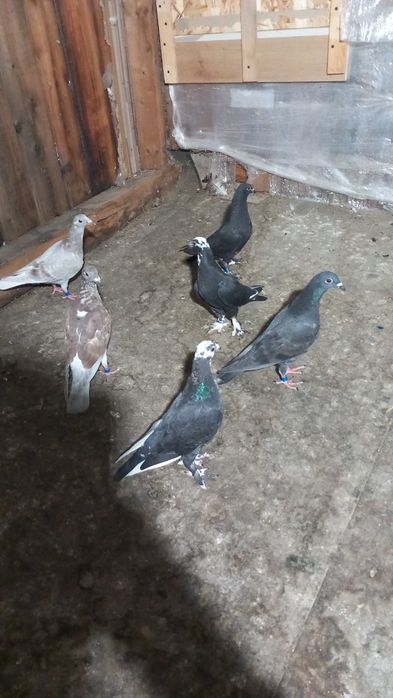 Porumbei voiajori