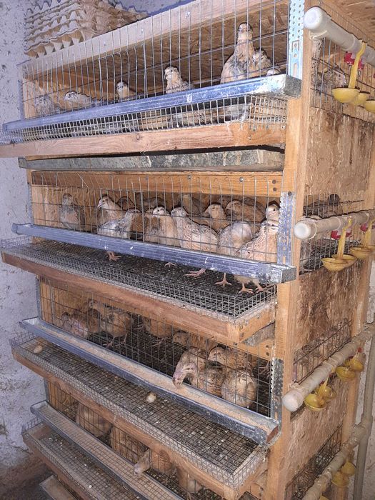 Продаётся перепеля