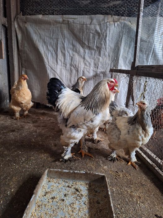 Familie de găini Brahma albe de vânzare!